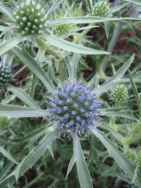 Eryngium amesthystum fleur